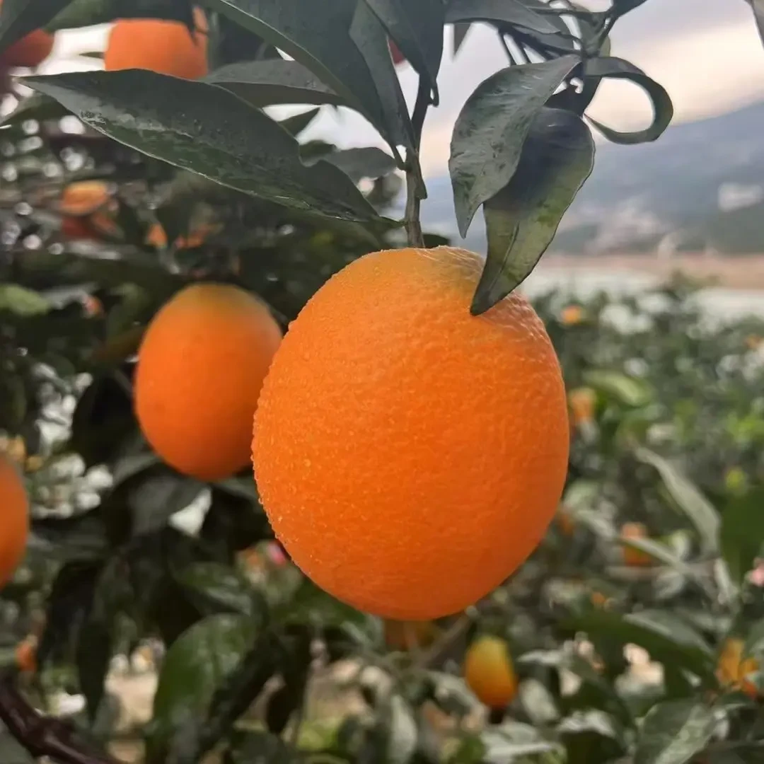 正宗奉节脐橙现摘现发产地直发新鲜水果