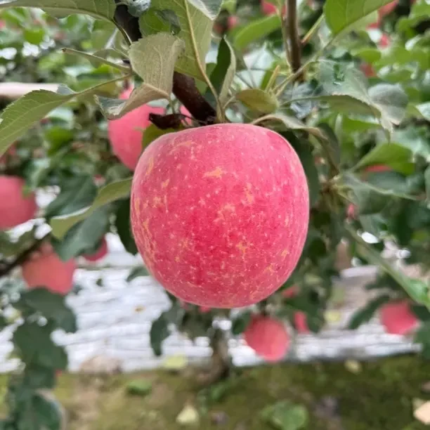 甘肃天水红富士苹果脆甜多汁新鲜水果包邮包售后