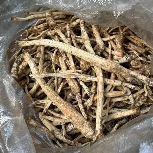 伏牛山野生（沙参）