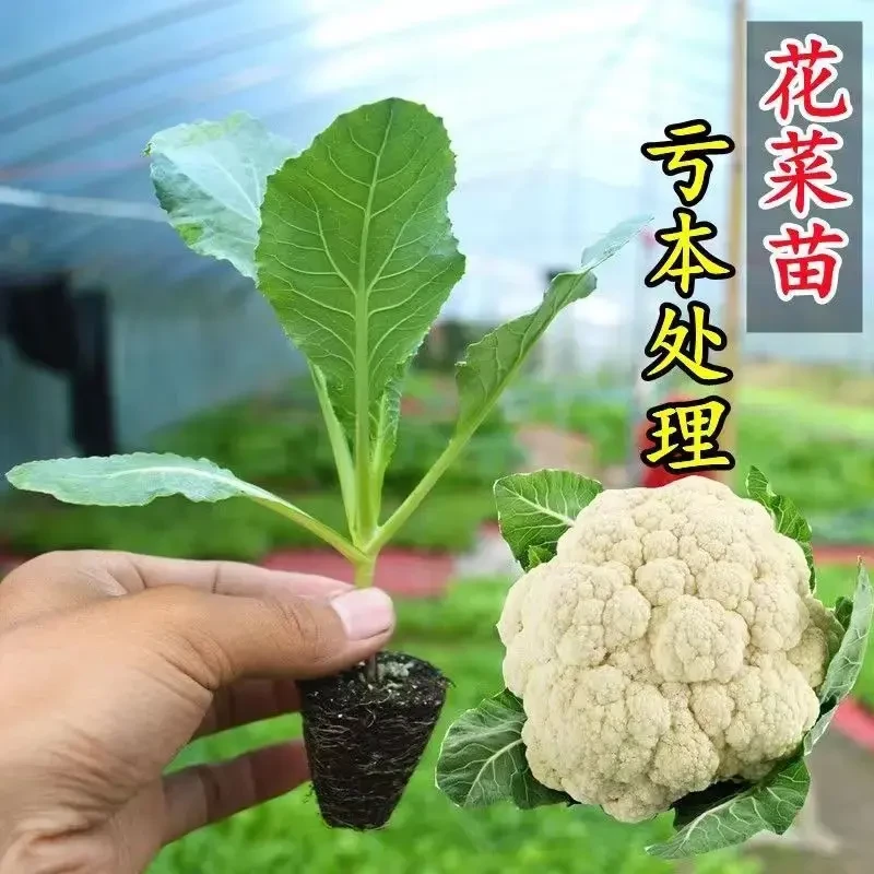 寿光松花菜花菜花椰菜带土发货高产有机花菜山东寿光蔬菜苗盆四季