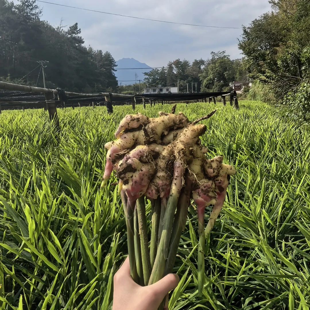 安徽岳西小黄姜嫩姜炒菜泡姜清脆爽口姜香浓郁