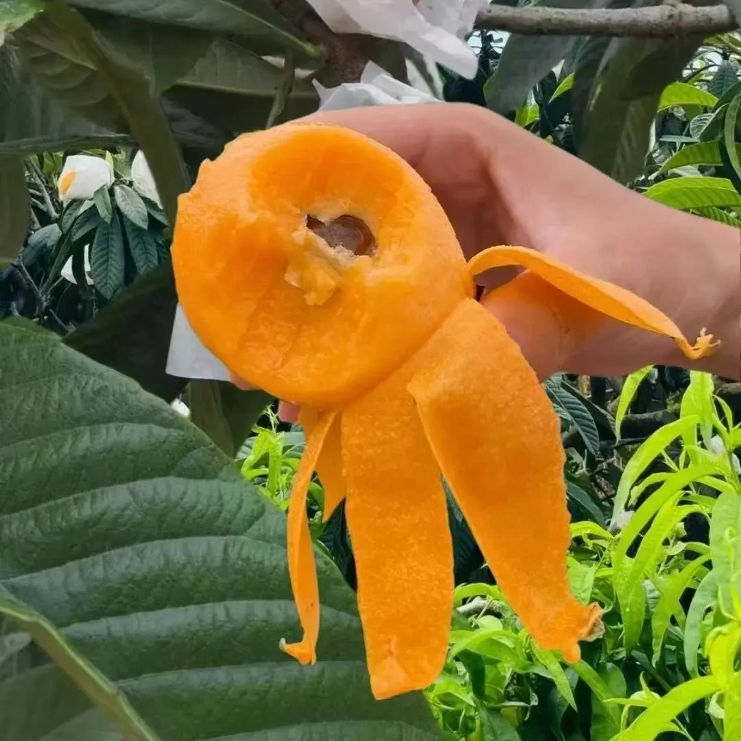 苗武云龙泉驿大五星枇杷杯苗果树枇杷果树水果树苗枇杷树果苗