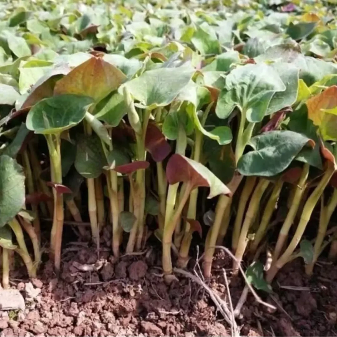 【鱼腥草种子】折耳根种子四季种植盆栽地栽阳台庭院绿色蔬菜种子