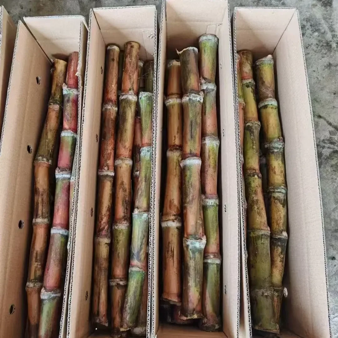 云南红皮脆皮甘蔗现砍现发脆甜多汁高山种植绿色水果