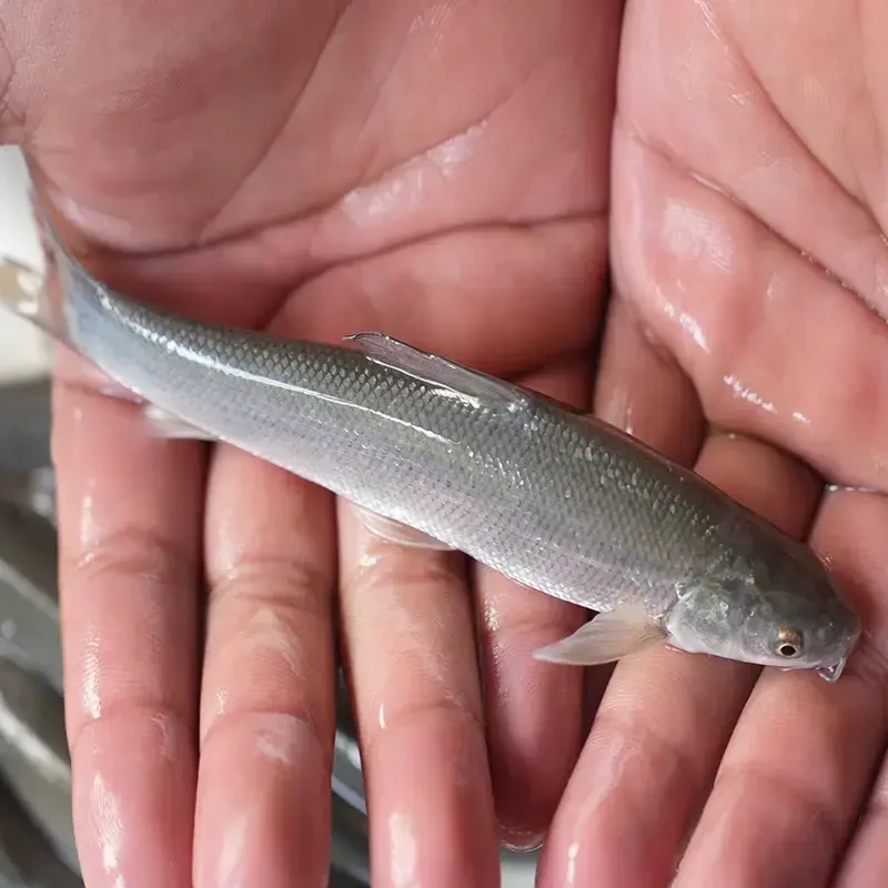 活体四川银鳕鱼 每条6g左右 渔场直发观赏鱼