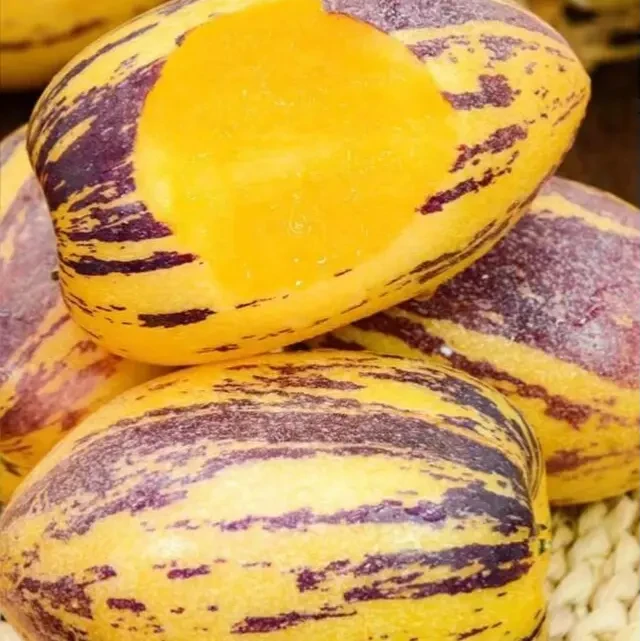 沙漠人参果种子四季种植阳台庭院种植秋冬播种育苗