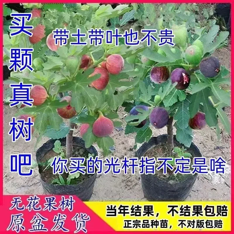 【原盆原土带叶】无花果树苗南北方种植当年结果耐寒波姬红芭劳奈