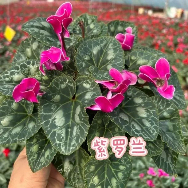 仙客来1盆，（下单备注品种）不备注随机发
