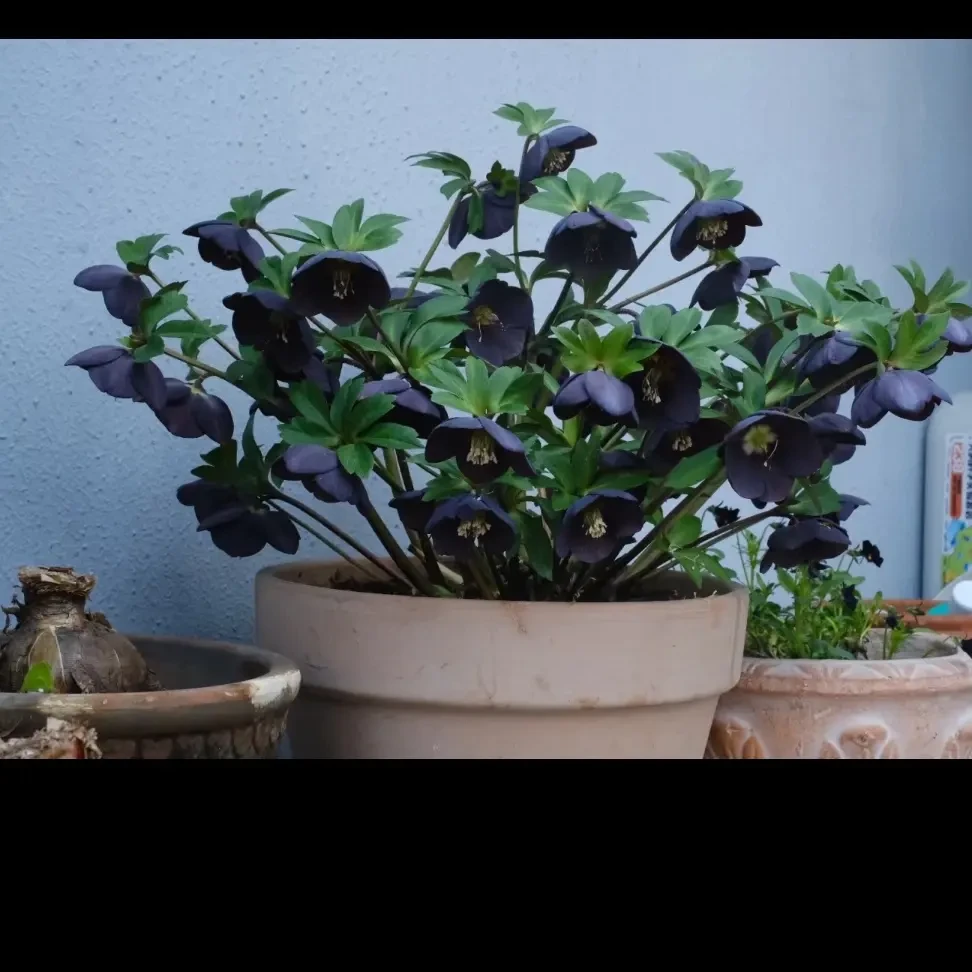 黑珍珠圣诞玫瑰铁筷子耐寒零下十几度都可以开花一物一拍只包开箱