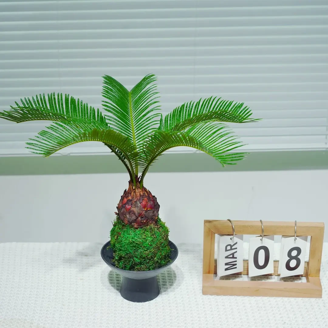 苔藓球铁树室内桌面创意盆栽好养易活四季常青绿植茶桌新宠