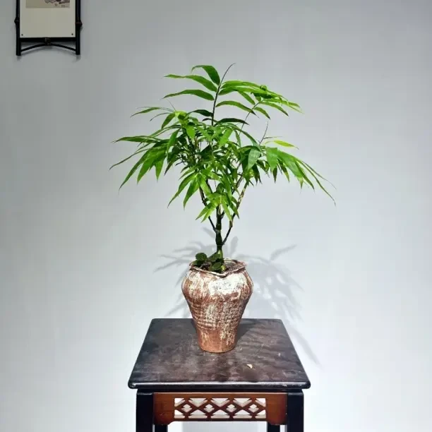 【翡翠佛肚竹】高度55公分宽幅50公分手工陶盆