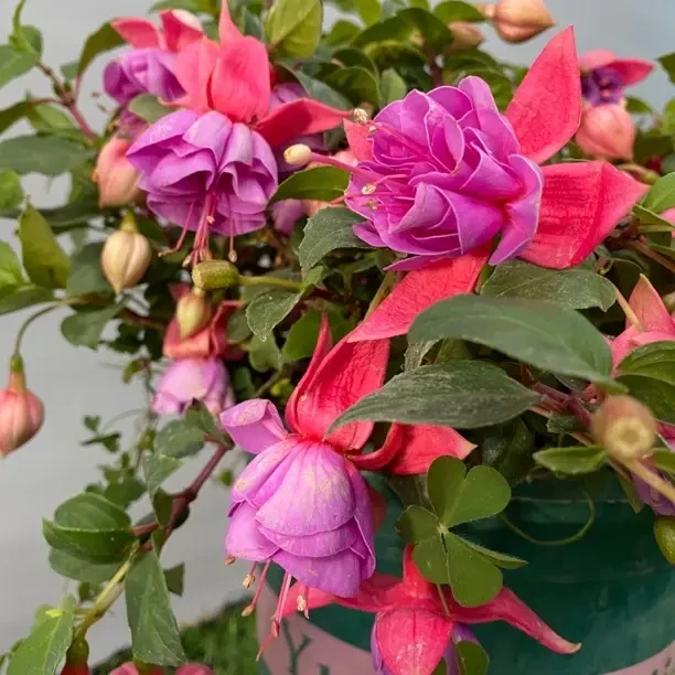 重瓣灯笼花盆栽耐热好养适合阳台庭院