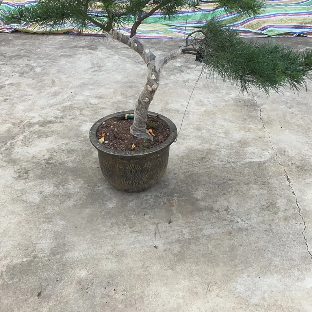 黑松造型盆景规格齐全造型美观室内外绿植好养