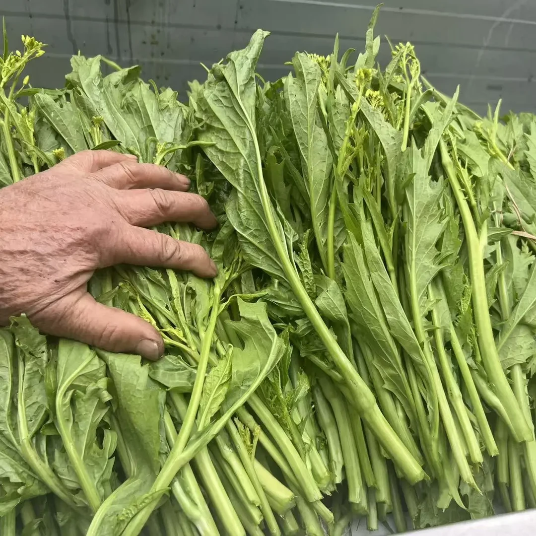 辣菜新鲜苦味青菜苔冲菜农家特产霜打蔬菜心菜尖冲鼻菜芥菜酸扒菜