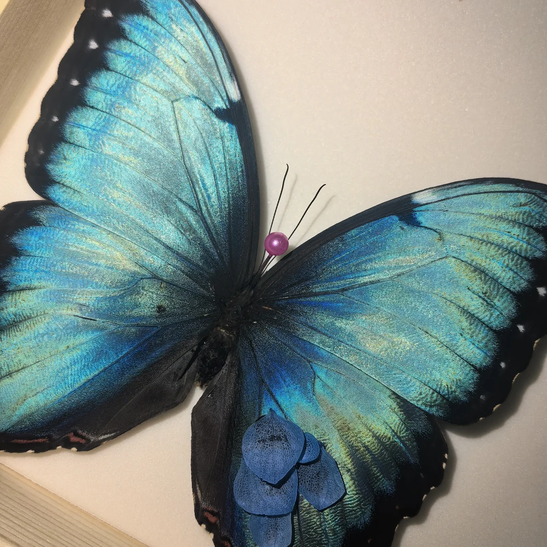 蓓蕾闪蝶真蝴蝶标本装饰画适合送女生的生日礼物家居装