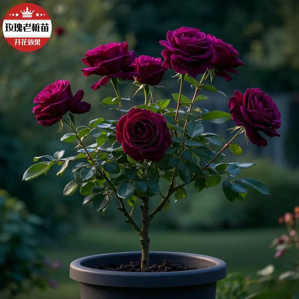 复色新手花苗四季耐热高端玫瑰花老桩苗云南多头月季开花新品花卉