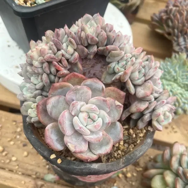 精品多肉植物组合好养易活适合室内外养护净化空气