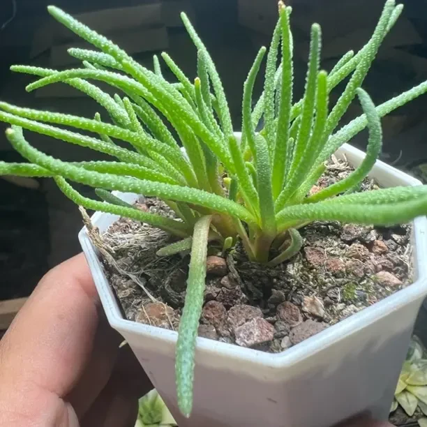 多种款式多肉植物带盆栽美观易养可净化空气适合桌面摆放