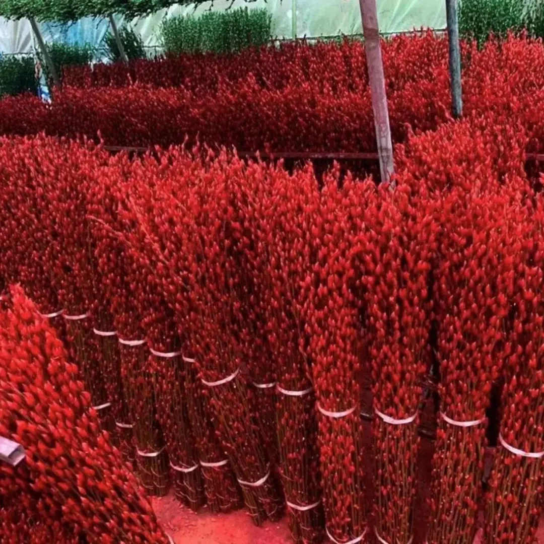 【年宵花卉】红色银柳干花真花鲜支年宵花耐寒室内客厅摆放装饰花D