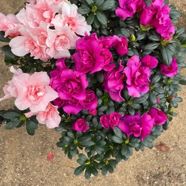 四季开花带花苞杜鹃花盆栽室内外好养绿植花卉 双色双拼