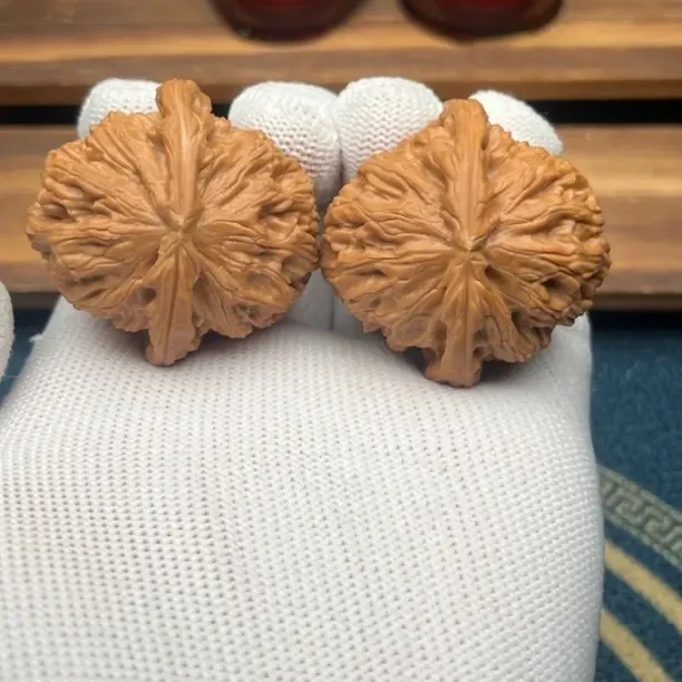 全品无修白狮子42尺已打底