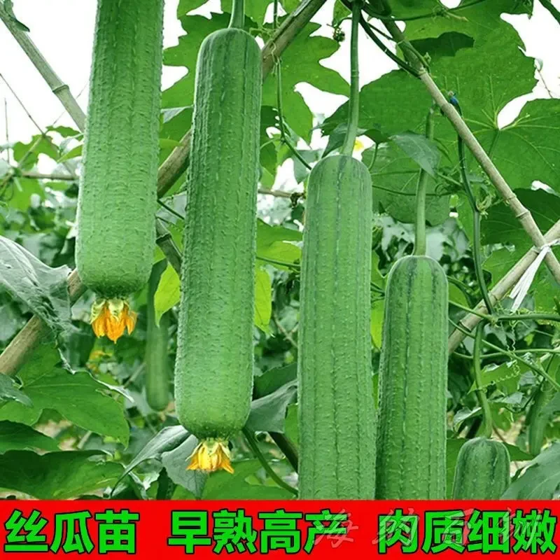四季高产肉丝瓜苗特大长香丝瓜黄瓜苗西瓜苗带土阳台爬藤蔬菜秧苗