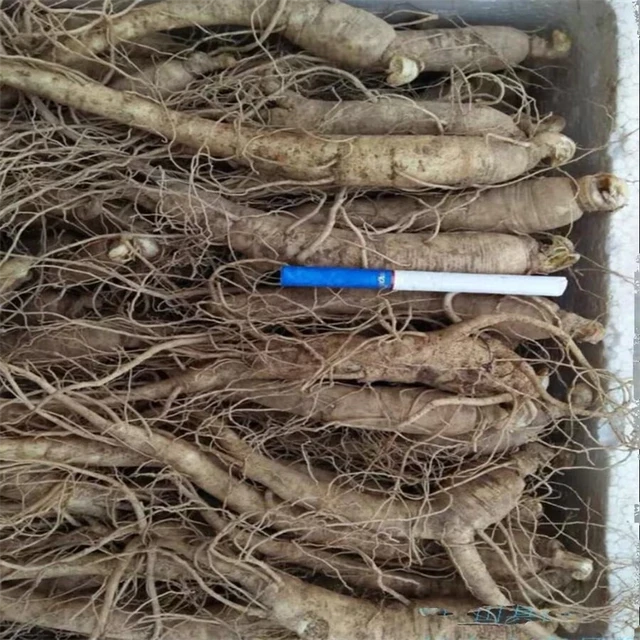 长白山现挖新鲜西洋参鲜花旗参鲜人参500克45支煲汤泡酒饭店专用