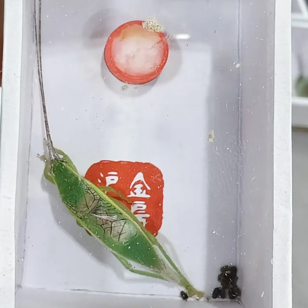 新到人工橙柑片蟋活体鸣虫请录开箱视频，包活包残不包断须