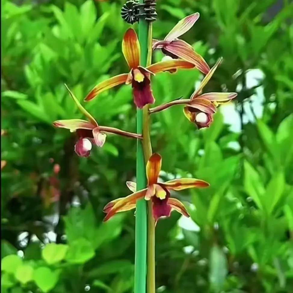 传奇全新苗便宜出。有想入手的，机会不是天天有，该出手是就出手