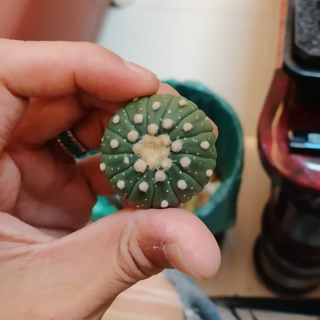 星兜锦仙人球多肉植物防辐射室内四季好养盆栽