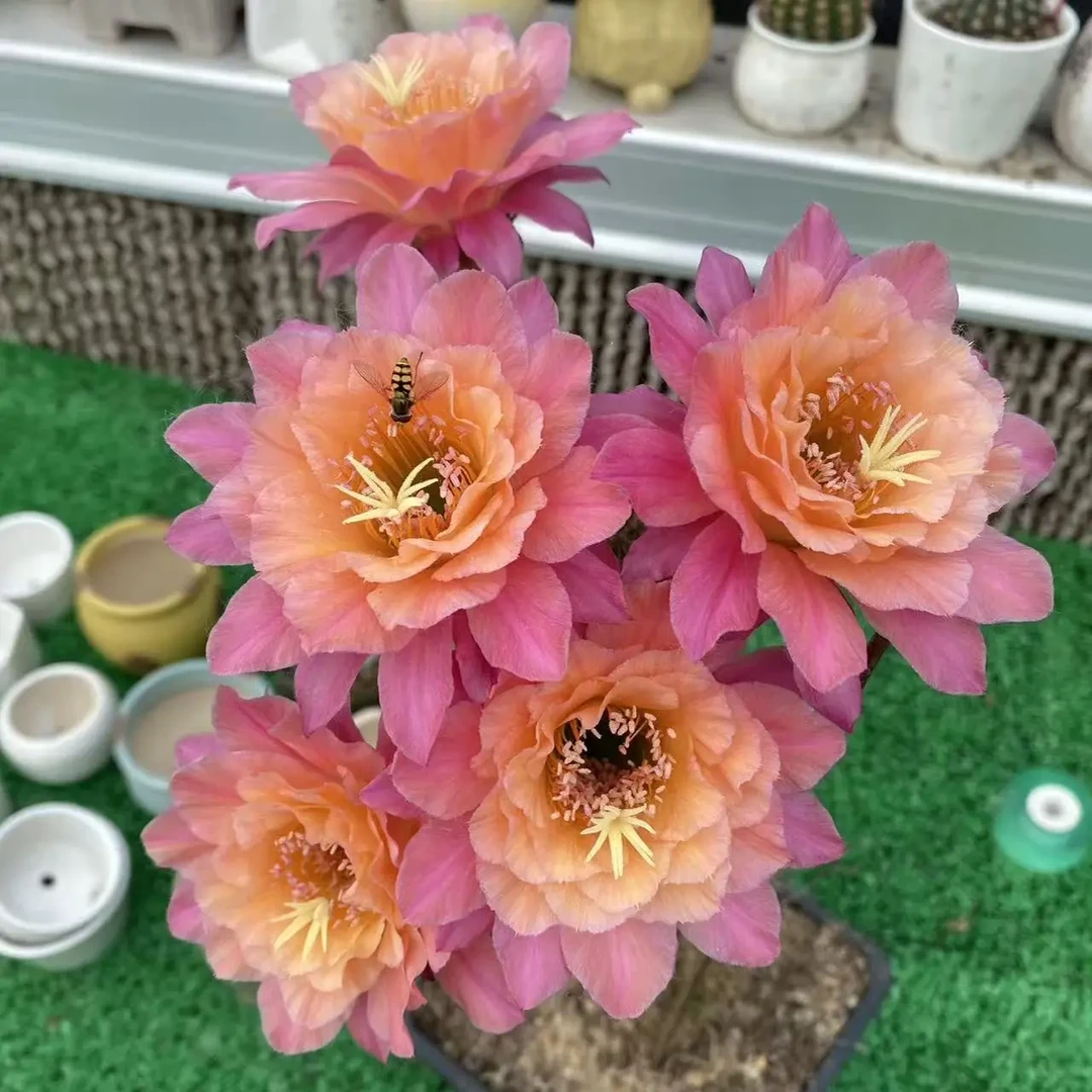 仙人球毛花柱彩草直播间一物一拍xuanq