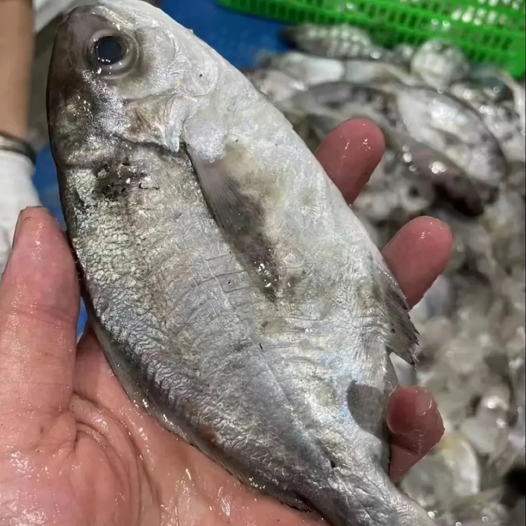 惠来神泉本港海野生肉鲳鱼肉质鲜甜适合香煎海鲜新鲜冷冻顺丰发货