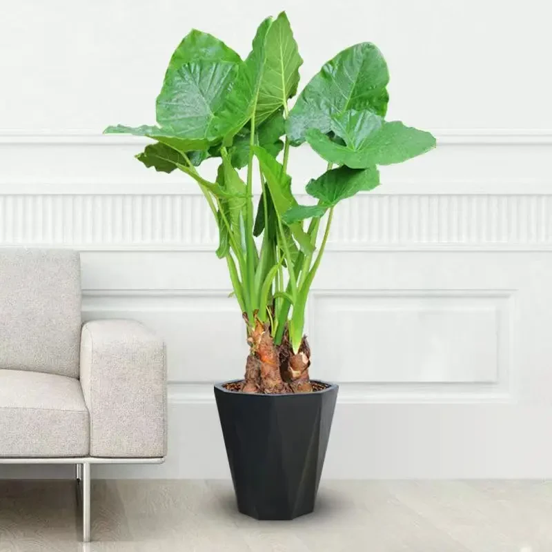 滴水观音大叶绿植霸王芋栽培盆栽水培植物净化空气除甲醛懒人盆栽