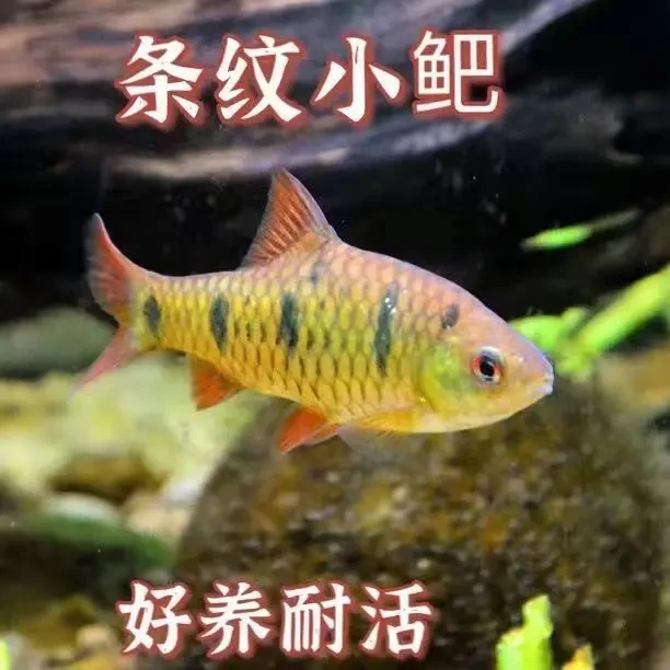 原生冷水鱼条纹小鲃活体小溪鱼耐活二须鲃群游观赏好养推荐精品