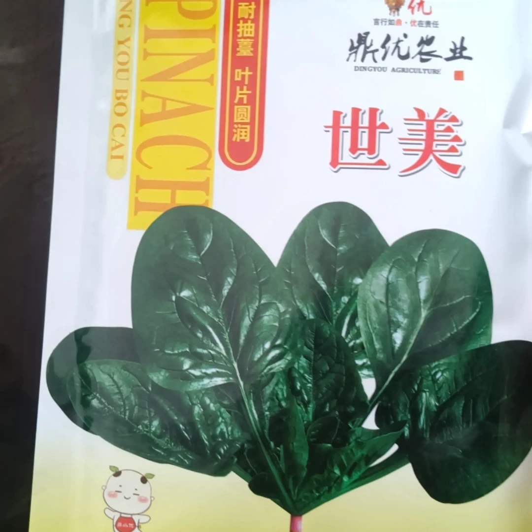 春秋越冬高产抗病趴地菠菜种子圆叶油亮抗逆性强