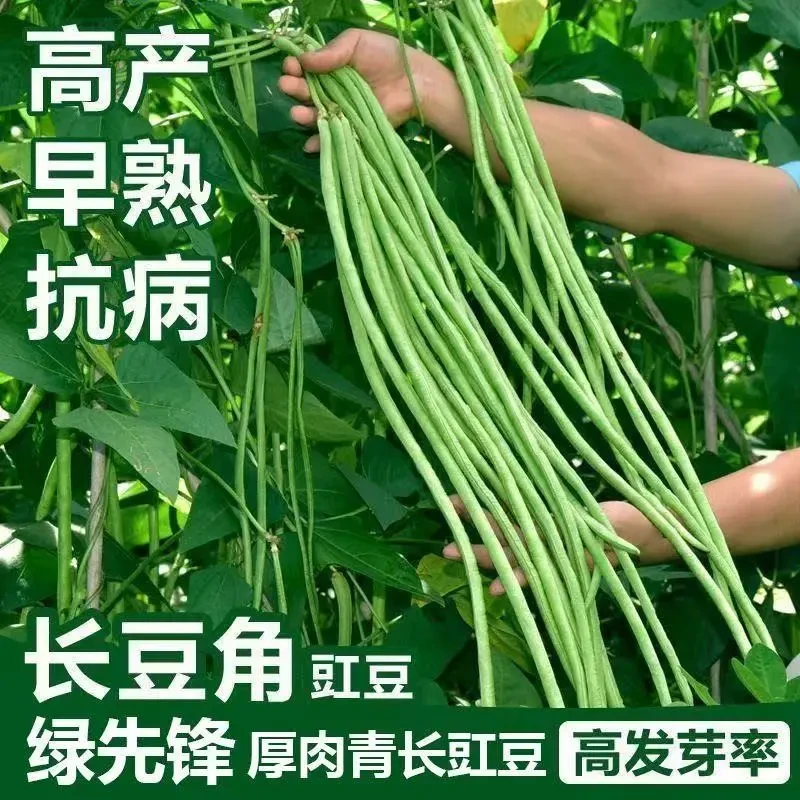特长豇豆角种子高产绿先锋长豆角绿豇豆角种子春季蔬菜种子.