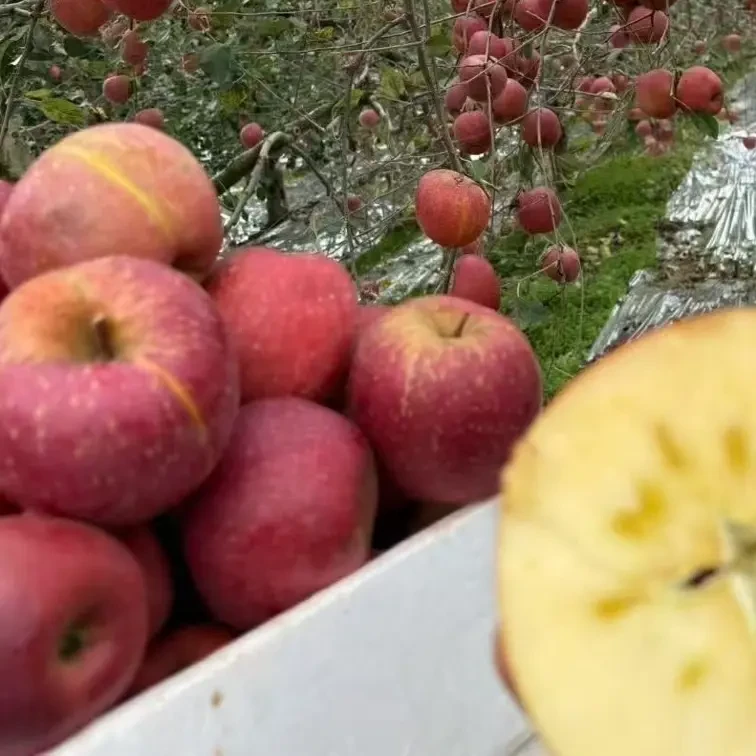 云南昭通丑苹果新鲜现摘脆甜多汁冰糖心应季水果原产地发货（大果）