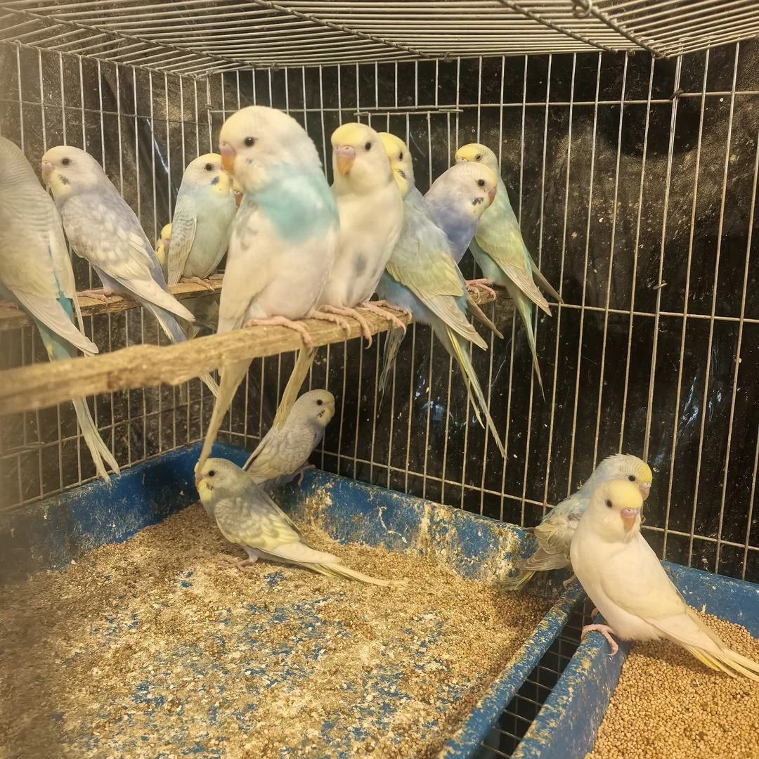 特色虎皮鹦鹉适合家养能繁殖观赏