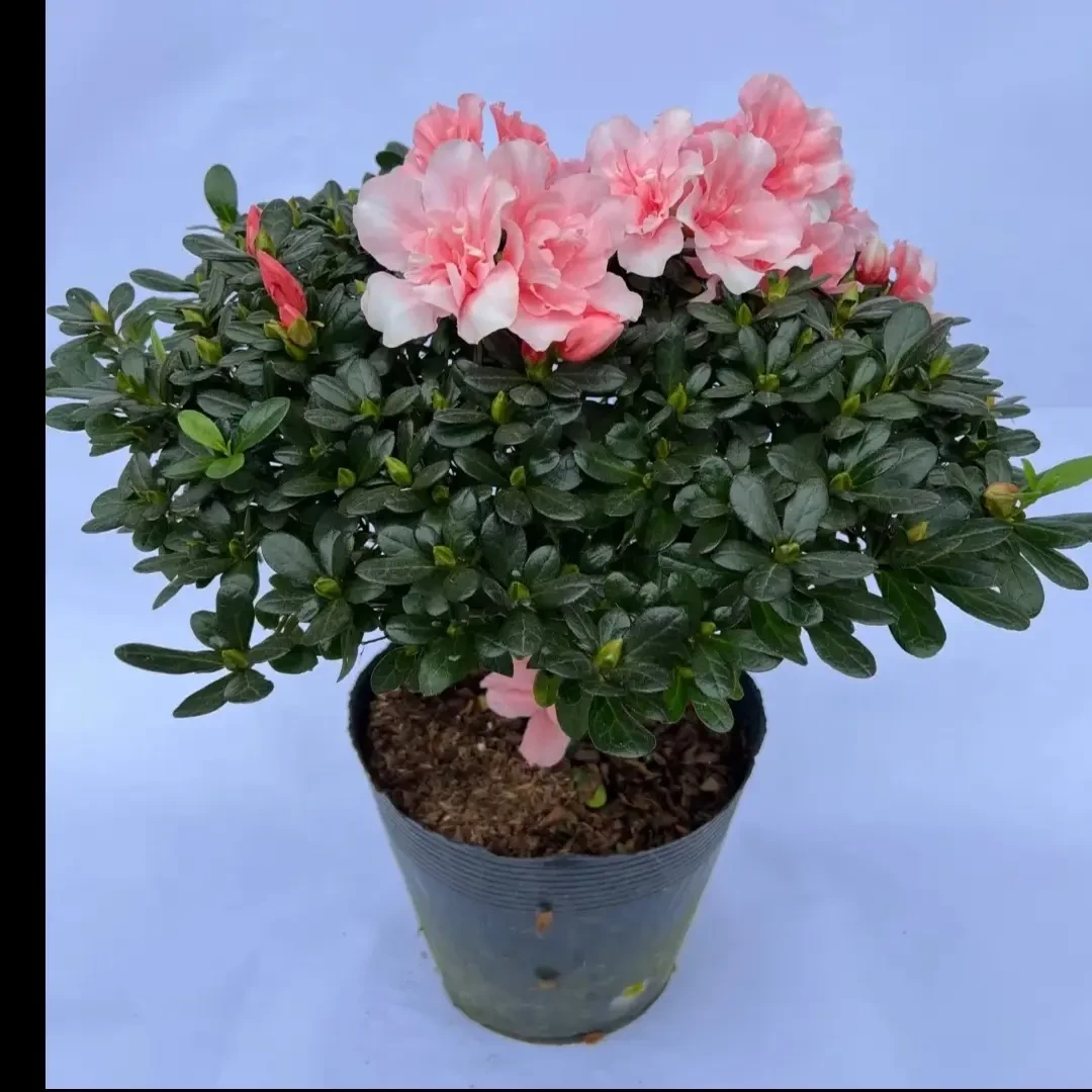 杜鹃花盆栽带花苞发货室内花卉四季开花好养易活绿植