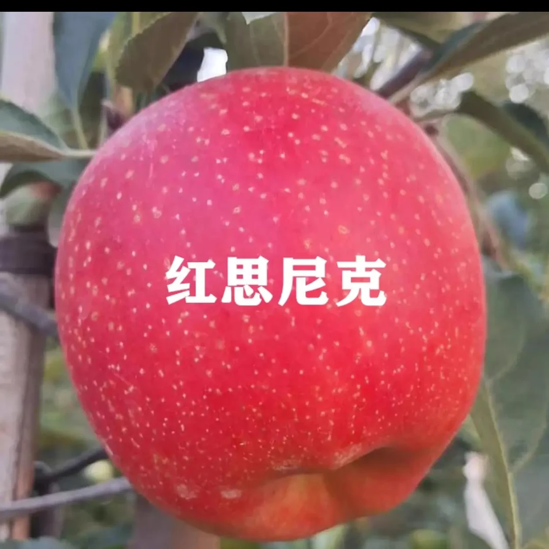 嫁接早熟红思尼克苹果苗脆甜矮化红斯尼克全红嘎啦苹果树苗