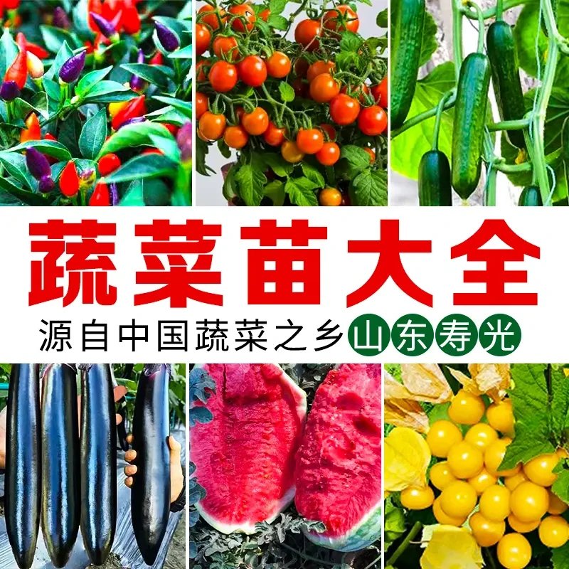 【】寿光蔬菜苗大全各种蔬菜苗番茄辣椒茄子苗品质苗四季盆栽苗好苗