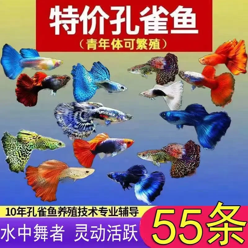 孔雀鱼观赏鱼活体热带小型淡水冷水好养耐活金鱼凤尾鱼苗宠物孕母