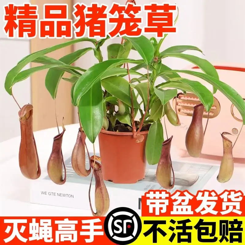 猪笼草盆栽捕蝇草食虫草食人花驱蚊虫超大猪笼草四季绿植趣味盆栽