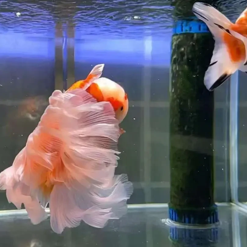 1金鱼直播改价链接需要增氧过滤收货，拍完整开箱视频