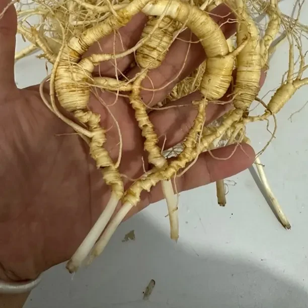 长白山高年头林下参发可煲汤泡酒煮茶