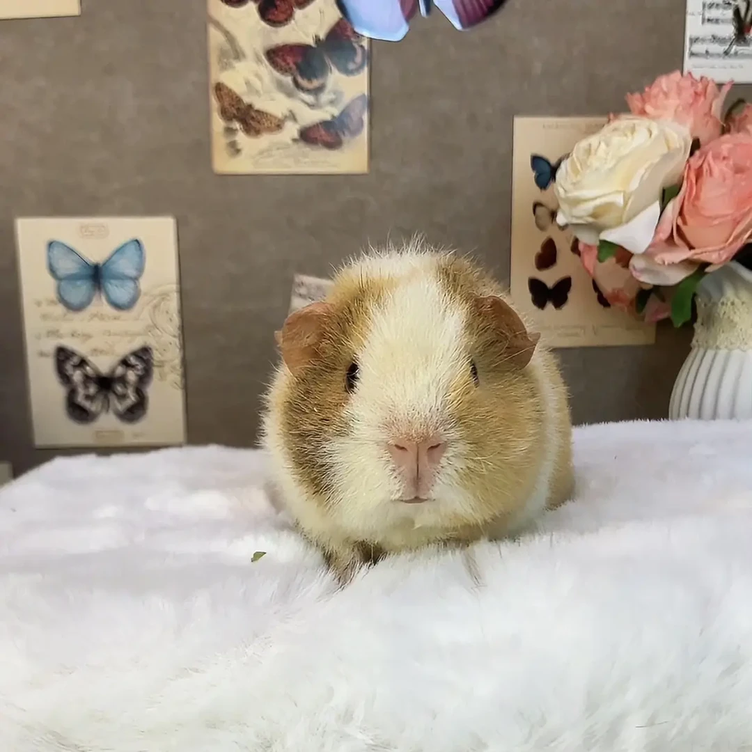 三花美泰荷兰猪弟弟