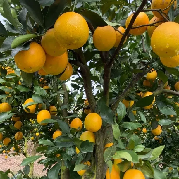 产地直发湖南麻阳长寿之乡锦蜜冰糖橙现摘现发纯甜无酸