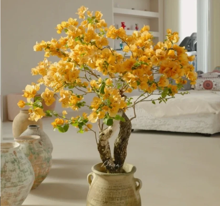 【金色光辉】三角梅盆栽花卉四季勤花爬藤带土大棵带根带叶懒人