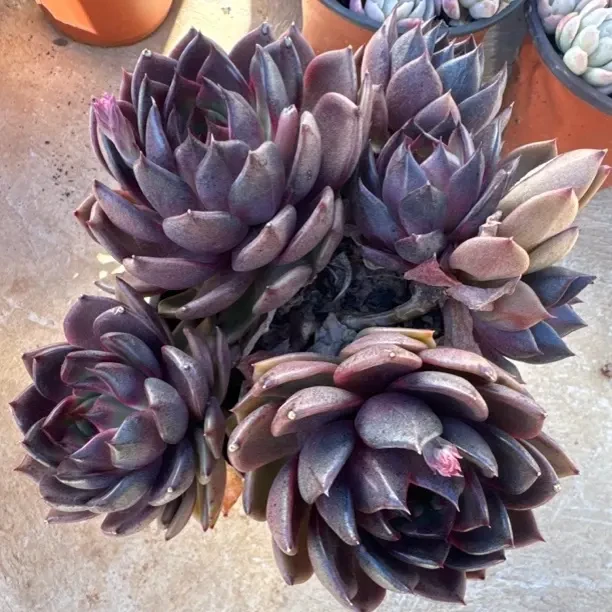 一物一拍暗黑水晶