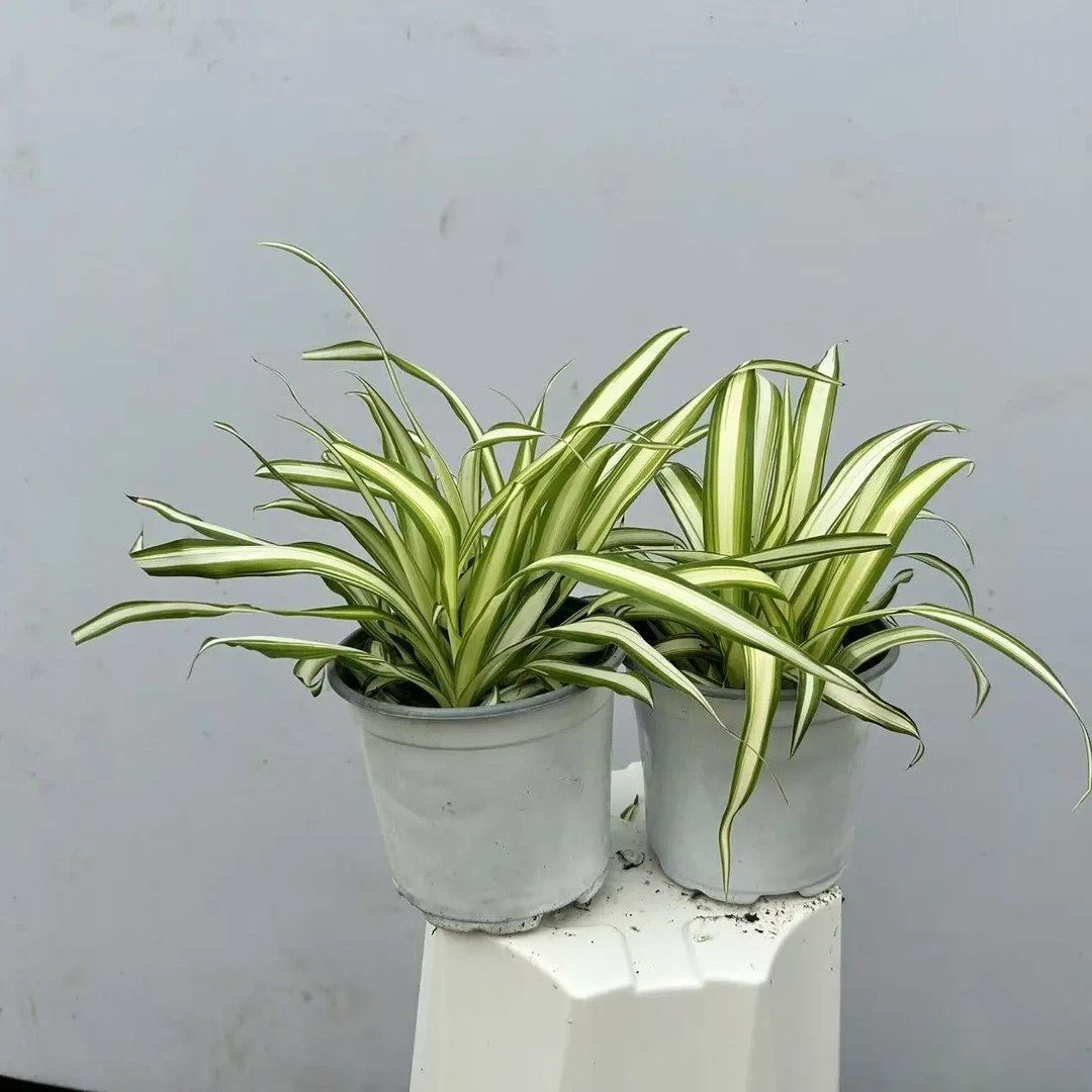 金边金心吊兰盆栽四季长青易养易活净化空气垂吊植物